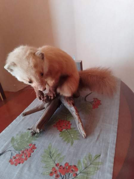 Täytetty näätä Raahe - photo 1