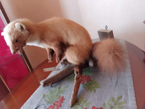 Täytetty näätä Raahe - photo 2