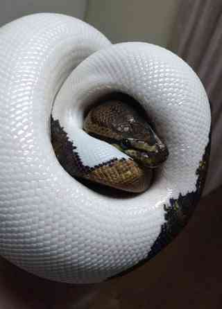 Kuningaspyton Vihti