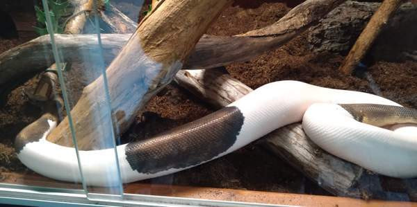 Kuningaspyton Vihti - photo 4