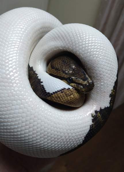 Kuningaspyton Vihti - photo 1