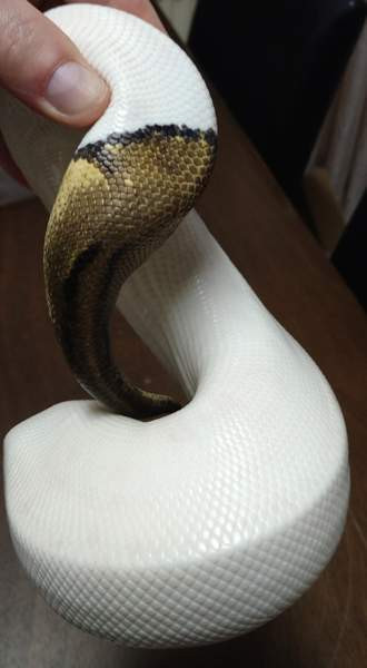 Kuningaspyton Vihti - photo 3
