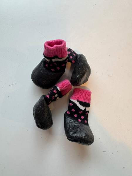 Pienen koiran tossuja Vantaa - valokuva 5