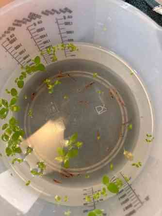 Sukarapuja 20 kpl Turku