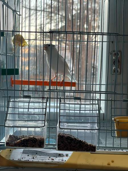 Kanarialintu Lahti – foto 2