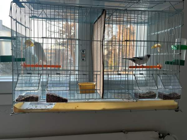 Kanarialintu Lahti – foto 1