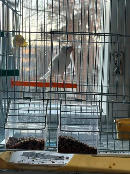 Kanarialintu Lahti – foto 8