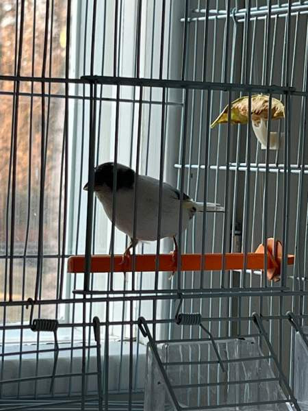 Kanarialintu Lahti – foto 6