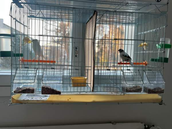 Kanarialintu Lahti – foto 3