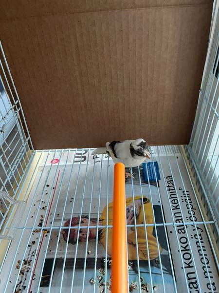 Kanarialintu Lahti – foto 5