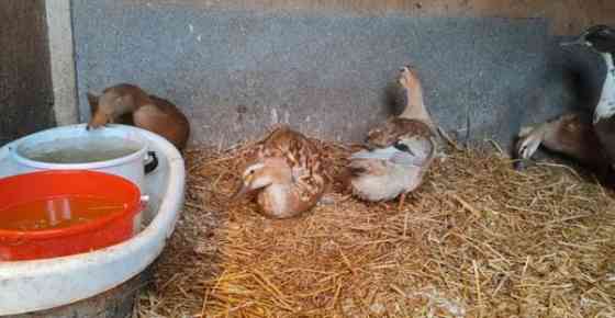 Ankanpoikasia Vesilahti