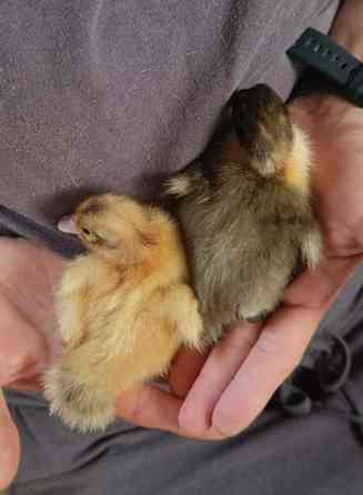 Ankanpoikasia Vesilahti