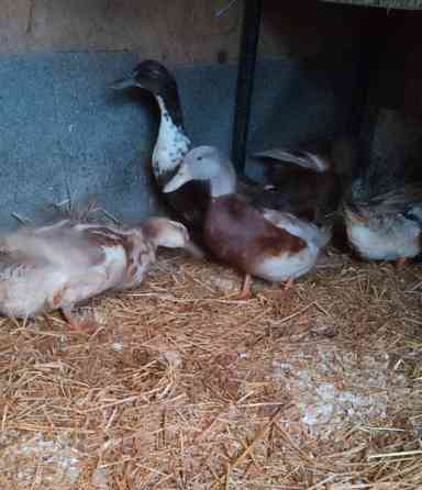 Ankanpoikasia Vesilahti