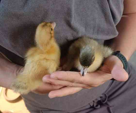 Ankanpoikasia Vesilahti