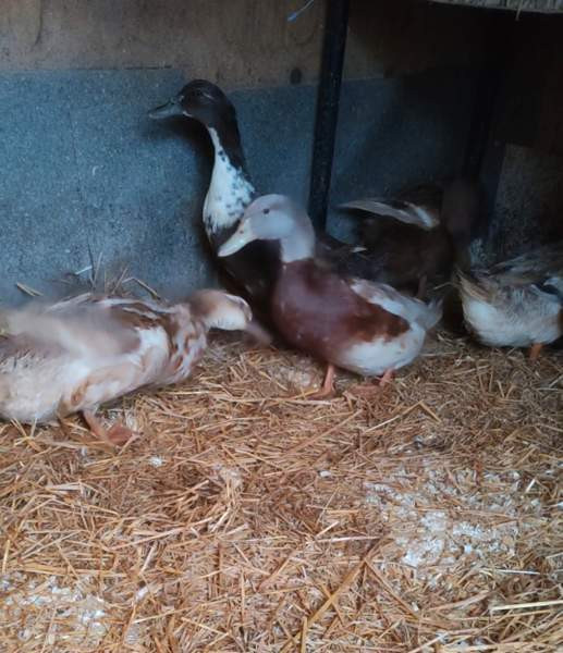 Ankanpoikasia Vesilahti – foto 4