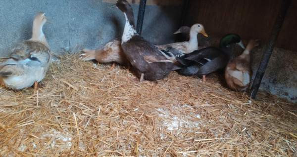 Ankanpoikasia Vesilahti – foto 3