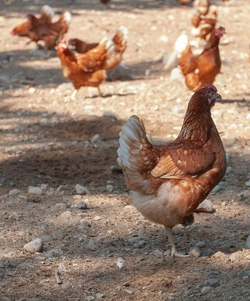 Munivia kanoja Kuopio - photo 1