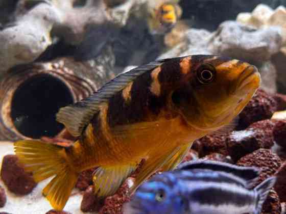 African Malawi fishes Helsinki