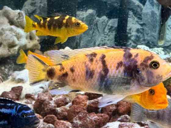 African Malawi fishes Helsinki