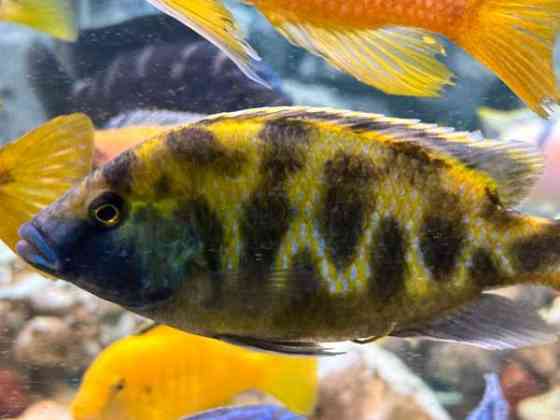 African Malawi fishes Helsinki