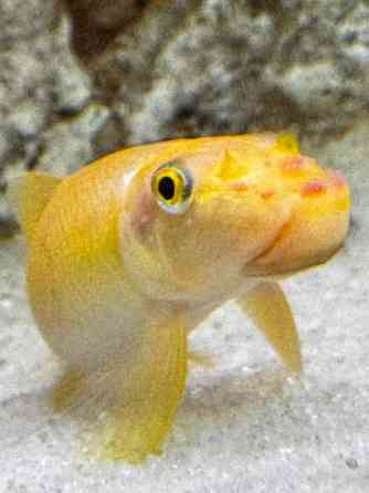 African Malawi fishes Helsinki