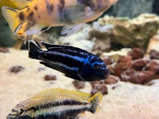 African Malawi fishes Helsinki