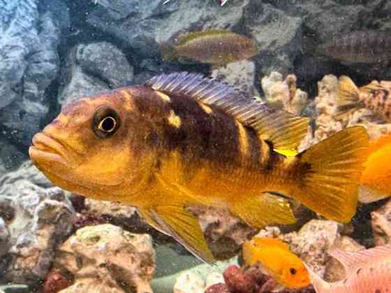 African Malawi fishes Helsinki