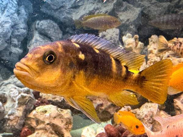 African Malawi fishes Helsinki - photo 6