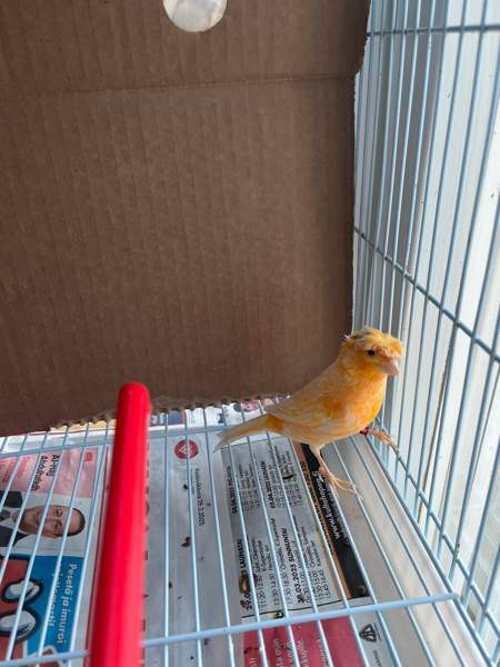 Kanarialintu Lahti - photo 1