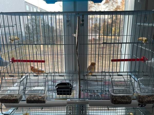 Kanarialintu Lahti - photo 6