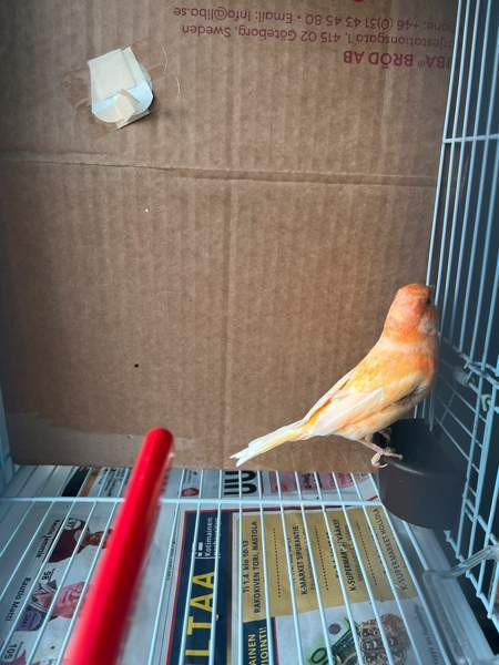 Kanarialintu Lahti - photo 4