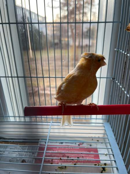 Kanarialintu Lahti - photo 5