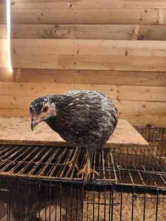 Kaksi kanaa ja kanatiput Eurajoki