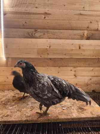 Kaksi kanaa ja kanatiput Eurajoki