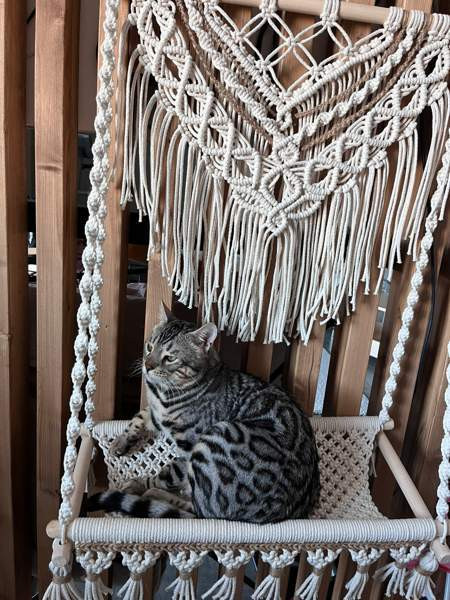 MAKRAMEE-KISSAN RIIPPUVUODE Turku - photo 1