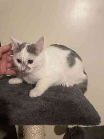 Kaksi kissanpentua Alavieska