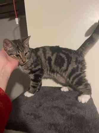 Kaksi kissanpentua Alavieska