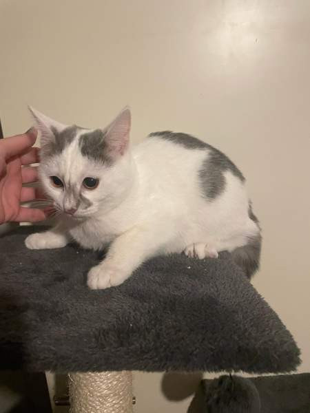 Kaksi kissanpentua Alavieska - valokuva 2