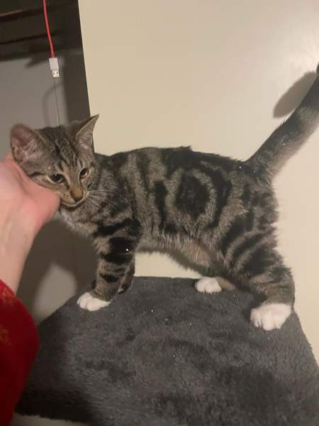 Kaksi kissanpentua Alavieska - valokuva 1