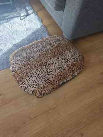 Koiran peti Lempaeaelae