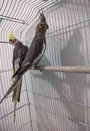 Neitokakaduja Helsinki