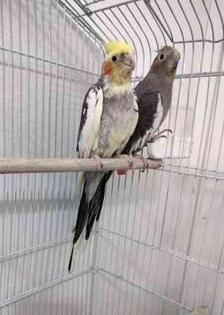 Neitokakaduja Helsinki