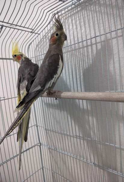 Neitokakaduja Helsinki - valokuva 2