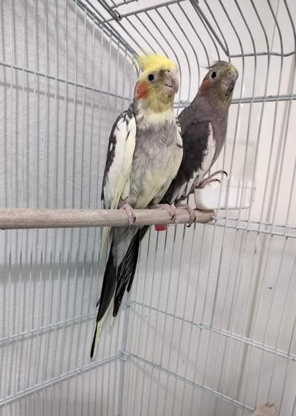 Neitokakaduja Helsinki - valokuva 1