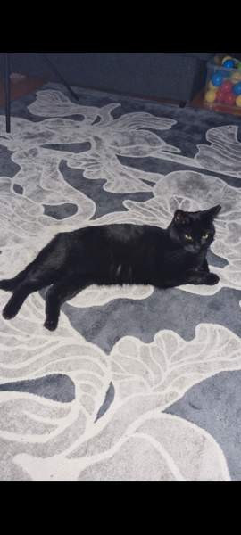 Maatiaiskissa Muhos - photo 2