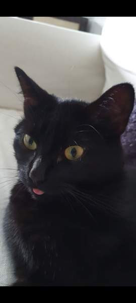 Maatiaiskissa Muhos - photo 1