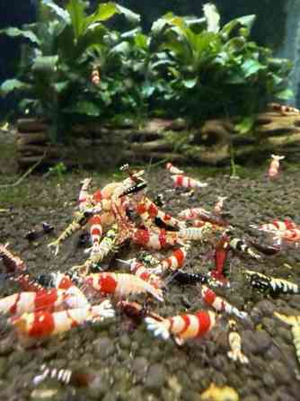 Raitapaitoja myynnissä Oulu