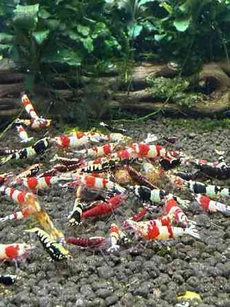 Raitapaitoja myynnissä Oulu