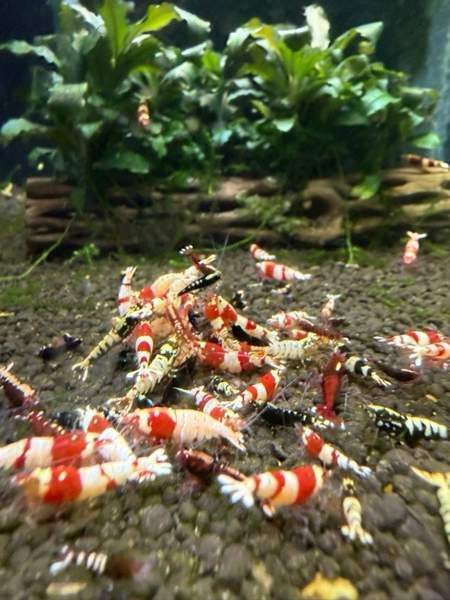 Raitapaitoja myynnissä Oulu - photo 2