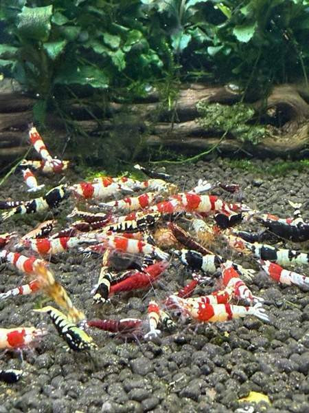 Raitapaitoja myynnissä Oulu - photo 1